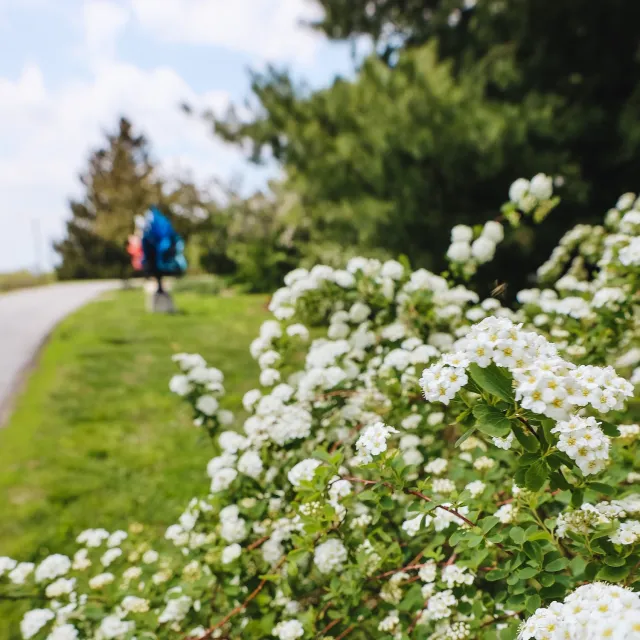 White flowers in focus in the foreground, with blurred figures walking on a path lined with trees and grass under a partly cloudy sky. Tranquil scene.