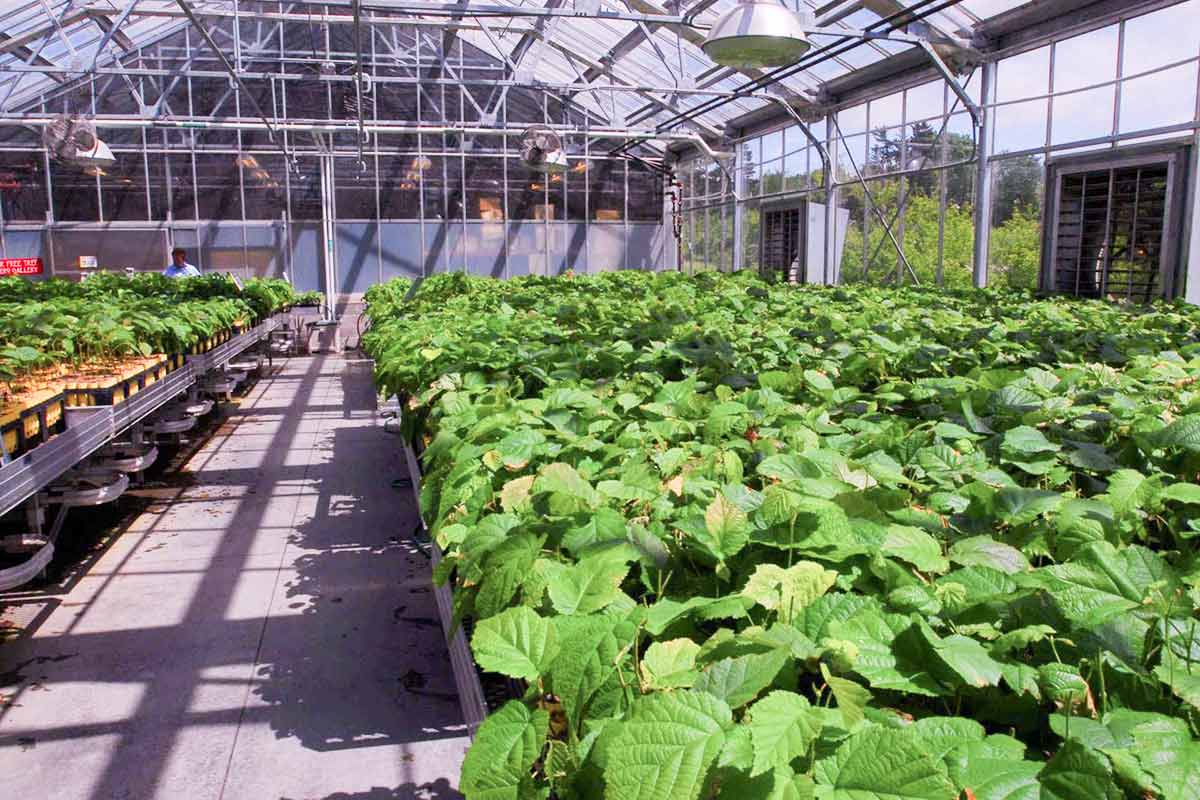 An indoor greenhouse with vegetation growing indoors