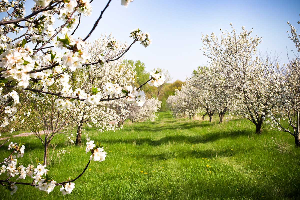 Arbor Day Farm apple orchard blooming in Spring