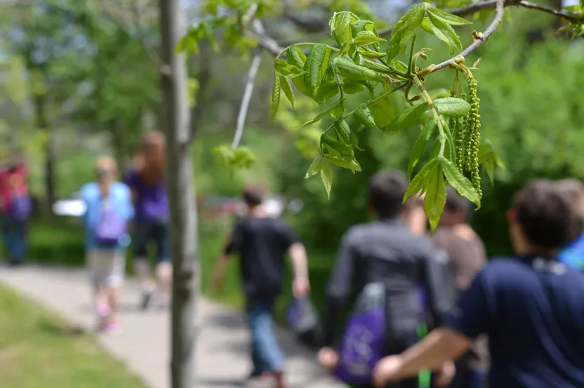 A diverse group of people walking along a path lined with trees, enjoying a sunny day outdoors.
