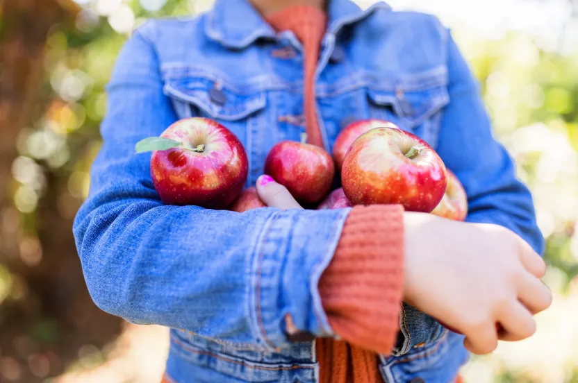 A girl in a denim jacket holds several shiny red apples close to their chest, surrounded by a soft-focus orchard background.